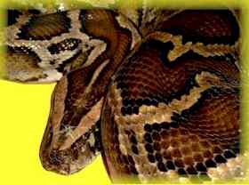 Mulinga k�ledyret fra Emmelev